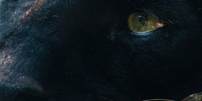 1125x2436 Iphone Wallpaper Panther, Predator, Rest, Yellow Eyes - Animal