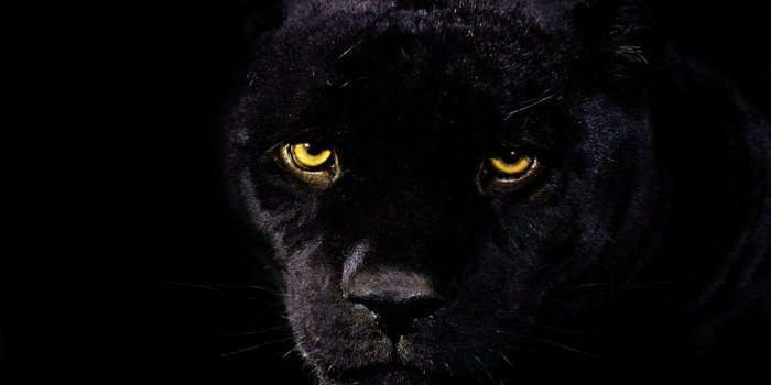 1920x1200 Black Panther Animal Wallpapers - Top Free Black Panther Animal
