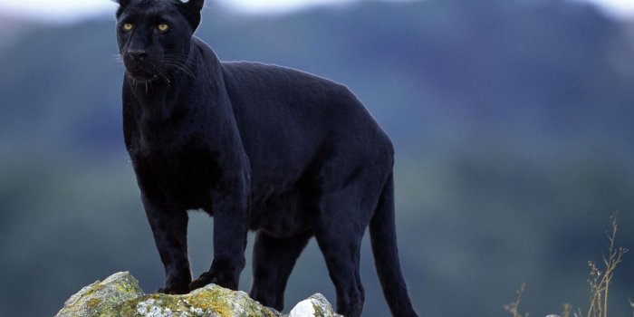 1920x1080 panthers, Big Cats, Animals, Black Panther, Nature Wallpapers HD