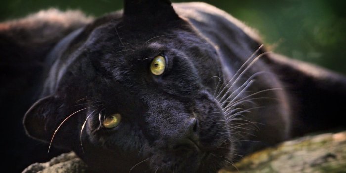 1680x1050 Black panther, animals, panthers HD wallpaper | Wallpaper Flare