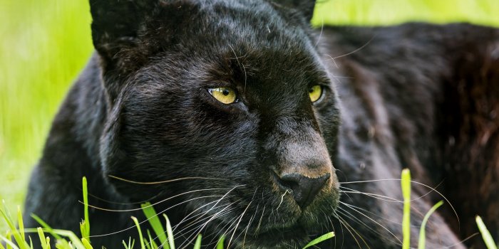 2880x1800 102 Black Panther HD Wallpapers | Background Images