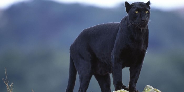 1920x1080 Animals: Black Panther, desktop wallpaper nr. 32929