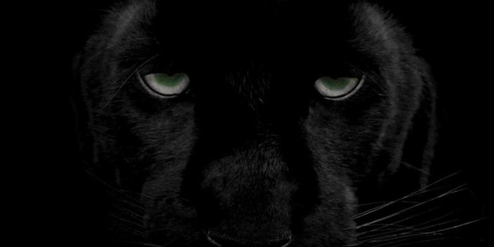 2160x3840 Green Eyes Black Panther HD Wallpaper (2160x3840)