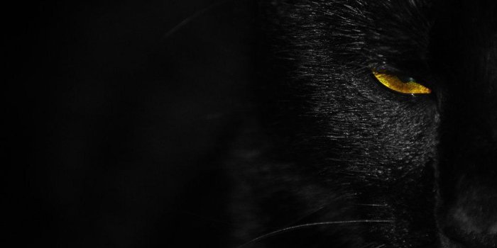 1024x811 Black Panther Live Wallpaper posted by Sarah Walker
