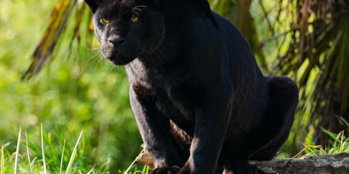 1920x1272 Black Panther Jungle Cat Black Jaguar Animal Wallpaper - Black