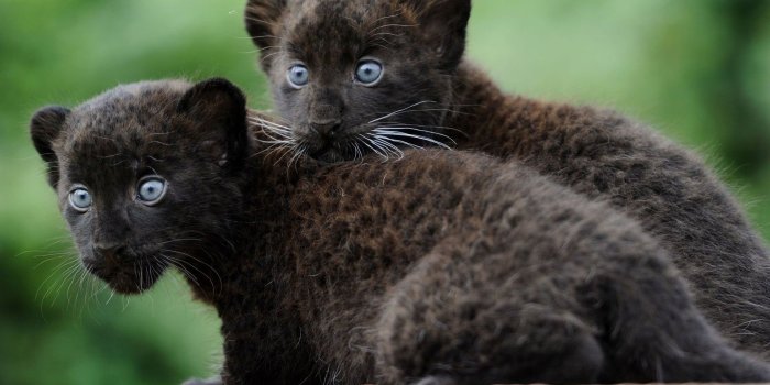 1920x1080 Download Wallpaper - Black Panther Baby Animals, Hd Wallpapers