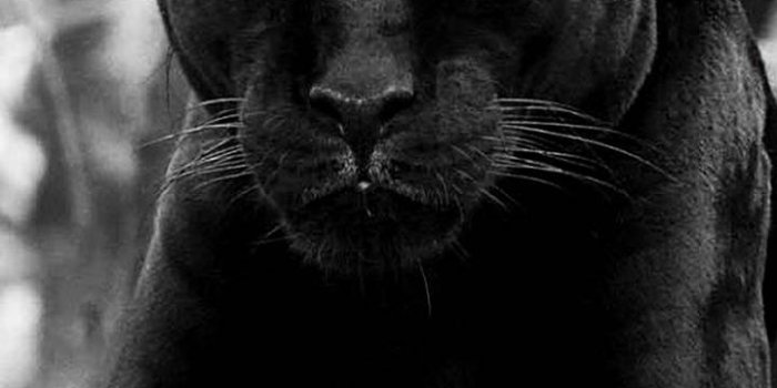 720x1280 black panther wallpaper by georgekev - 9c - Free on ZEDGE™