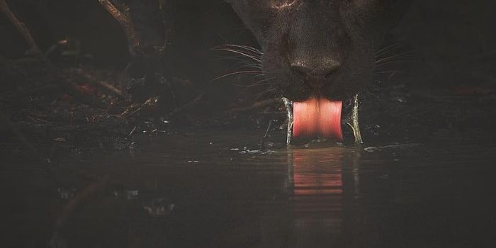854x1349 Black Panther (x-post r/natureisfuckinglit) | iPhone X Wallpapers