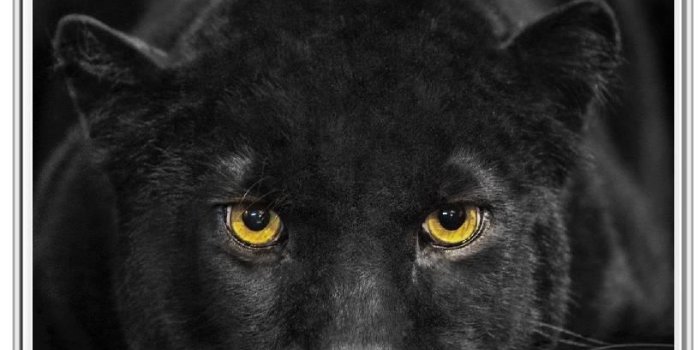 817x1618 Black Panther Wallpaper for Android - APK Download
