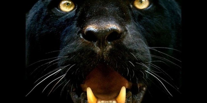 1920x1200 Black Panther Animal Wallpapers - Top Free Black Panther Animal