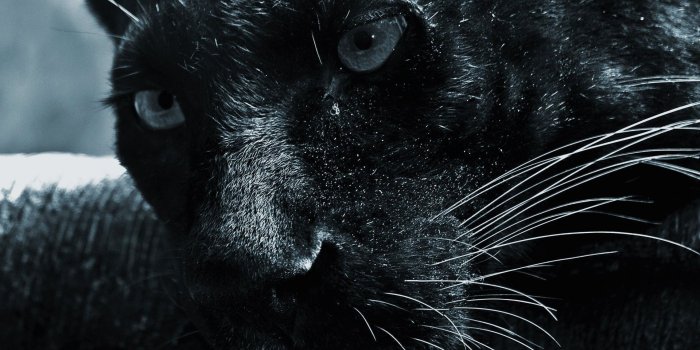 1920x1200 Black Panther Wallpapers ·① WallpaperTag