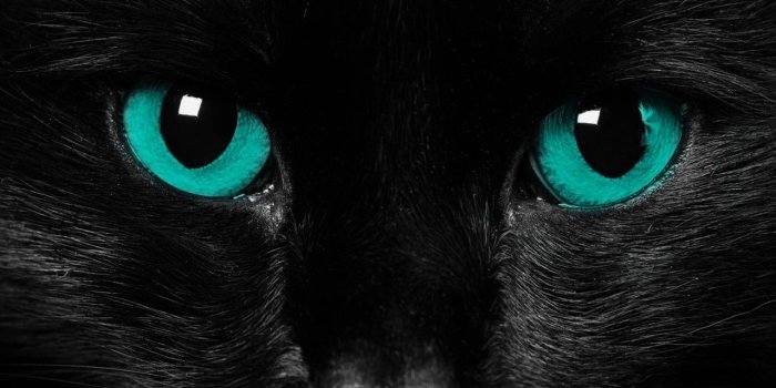 1280x960 Free download black cat blue eyes cat wallpaper Animals Wallpaper
