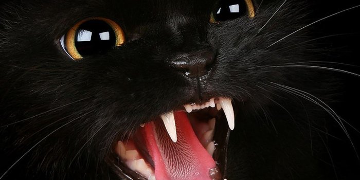 1125x2436 mj54-black-cat-roar-animal-cute - Papers.co