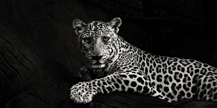 1920x1080 White Black Panther Animal - 1920x1080 Wallpaper - Ecopetit.cat