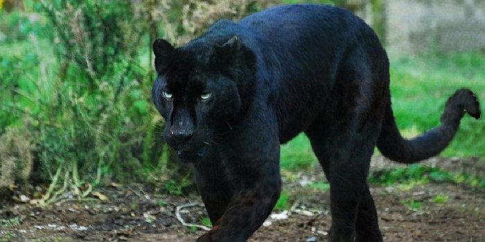 1920x1080 Black Panther wallpaper | 1920x1080 | #45774 | Black panther cat