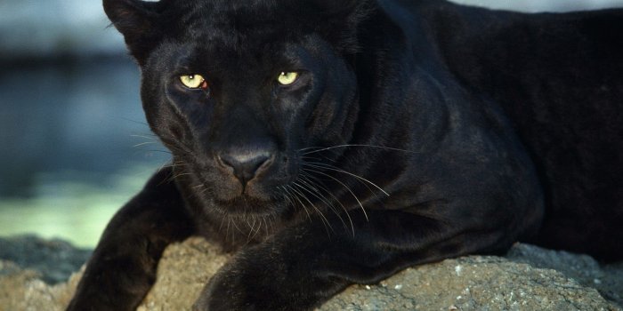 2100x1575 Black Panther Wallpaper-Free Desktop-Phone Downloads