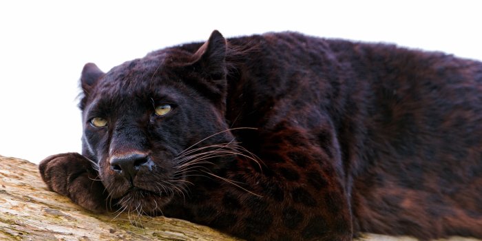 3935x2623 Black panther HD wallpaper | Wallpaper Flare
