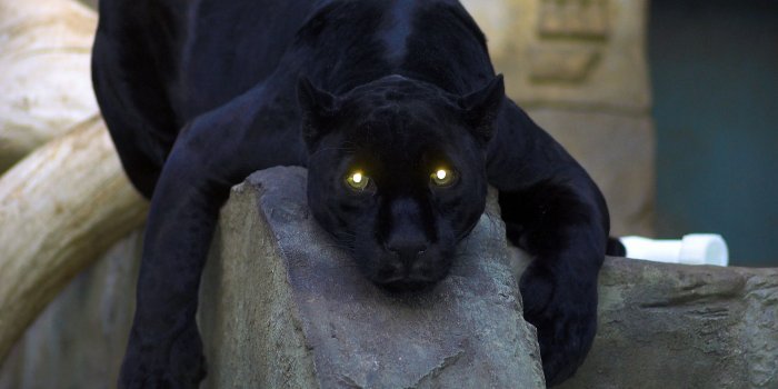 1920x1280 black, panther, cat, eyes - HD wallpaper desktop backgrounds