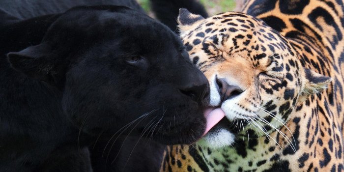 2058x1256 Jaguar Black Panther *** wallpaper | animals | Wallpaper Better