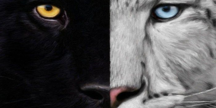 989x985 Cats Night Day Panther White Black Tiger Free Desktop Wallpapers