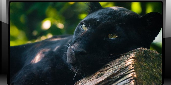 1280x720 Black Panther Wallpaper for Android - APK Download