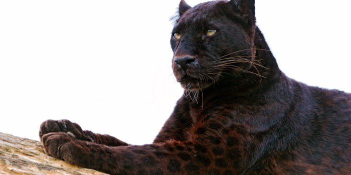 2560x1600 102 Black Panther HD Wallpapers | Background Images