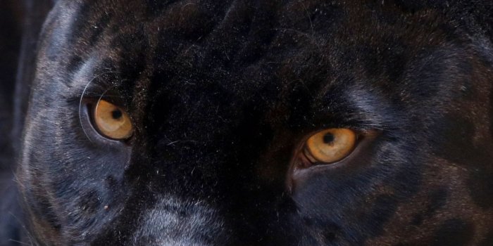 1280x2120 Download 1280x2120 wallpaper black panther, predator, relaxed
