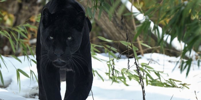 2560x1440 Wallpaper 4k Black Panther 4k animals wallpapers, black wallpapers