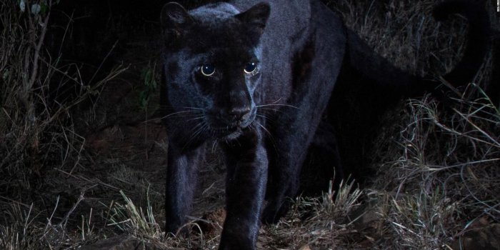 1600x900 Rare black leopard captured in new images from Kenya - CNN
