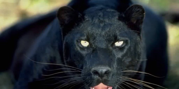 1024x768 Tracking the Carrabelle Cat: Florida's black panther mystery | The