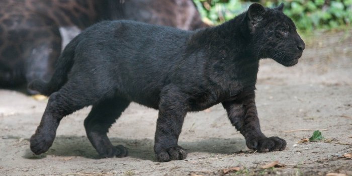 2048x1376 4545359 #cubs, #baby animals, #panthers, #wild cat, #wildlife