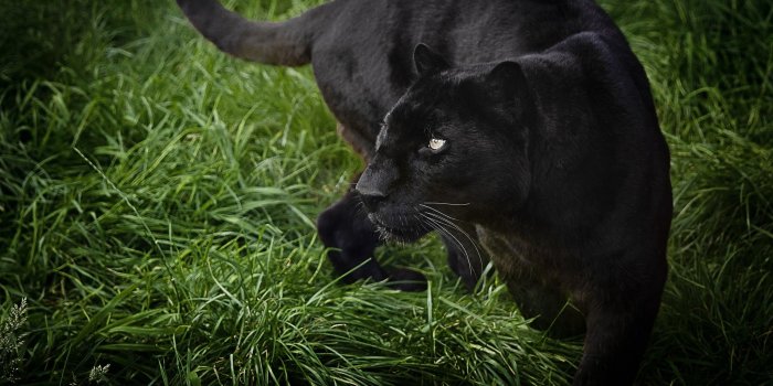 2048x1359 Black panther wild life Wallpapers HD / Desktop and Mobile Backgrounds