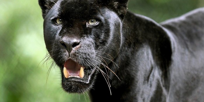 1332x850 Wallpaper look, face, Jaguar, fangs, wild cat, Black Panther