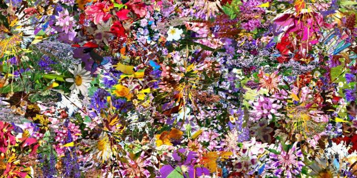 1000x800 Soul Amp: Photo Collage-Psychedelic Flower Photos-Flower Rainbow
