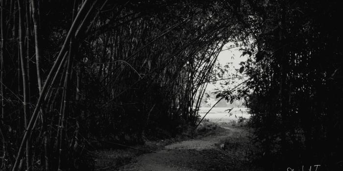 2048x1152 Dark Forest Ultra HD Desktop Background Wallpaper for 4K UHD TV