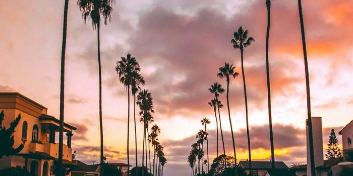 1280x1918 Pimterest: Pía Hunter B | California palm trees, Tumblr wallpaper