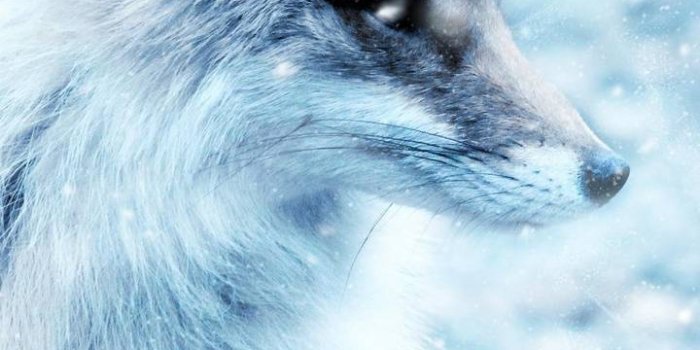 720x1280 Fox in blue wallpaper by VixonLeigh - d9 - Free on ZEDGE™