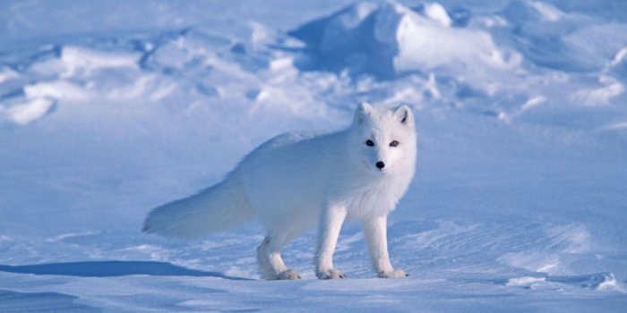 1920x1200 Snow Fox Wallpaper - Arctic Fox Wallpaper Snow (#115235) - HD