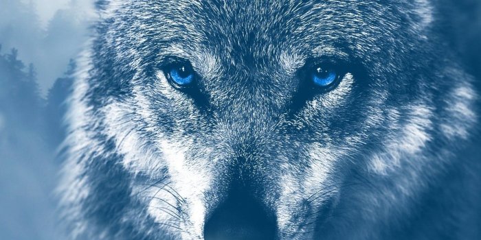 1440x2560 Wallpaper Wolf, Winter, Blue eyes, 4K, Animals, #5745 | Wallpaper