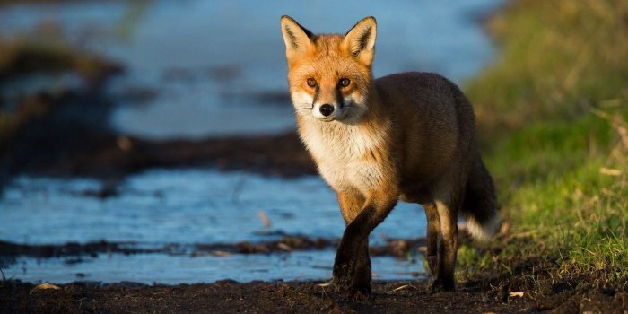 1332x850 Wallpaper grass, look, water, light, pose, stream, paws, Fox, red