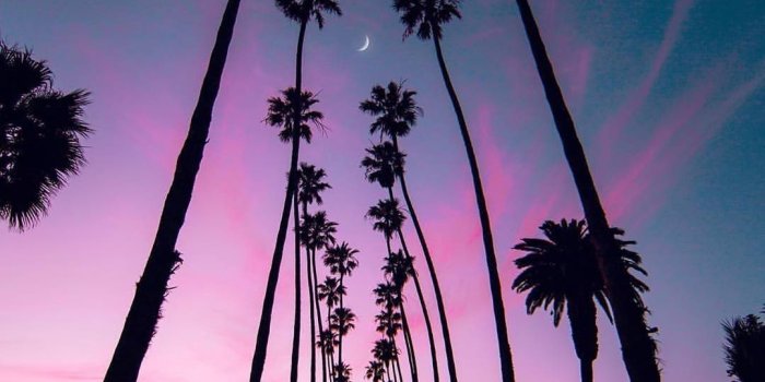 1080x1350 Nam Hughes on Palm Tree (With images) | California palm