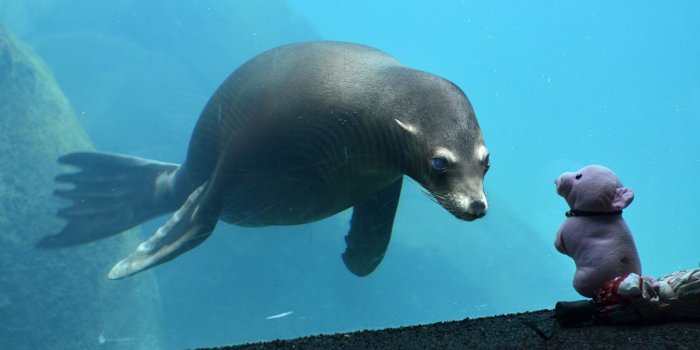 1920x1200 underwater, Seal, Seals, Cute, Glass, Toys, Toy Wallpapers HD