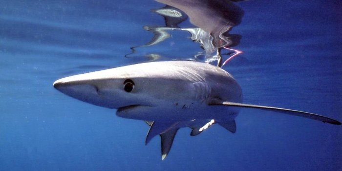1024x768 Blue shark - SWFSC