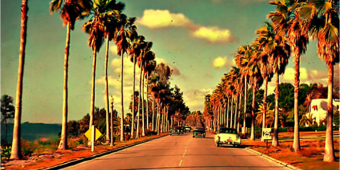 1127x774 Tumblr Photography California Palm Trees desktop wallpaper (1127 x