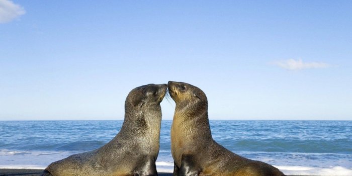 1440x900 Free Wallpaper - Free Animal wallpaper - Cute animals 1 wallpaper