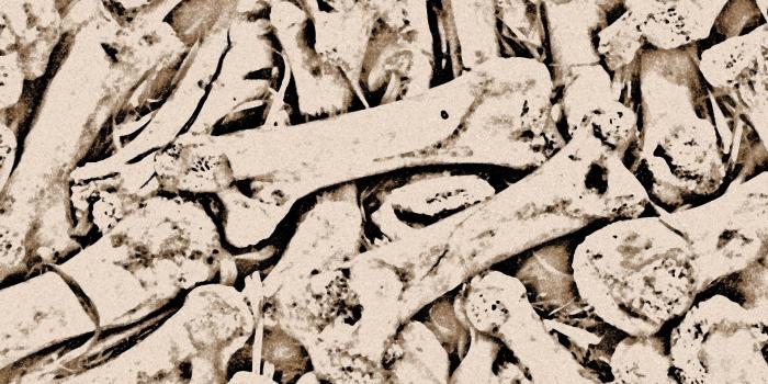 1920x1280 Background Wallpaper Bones Free Photo - Bones Free Background