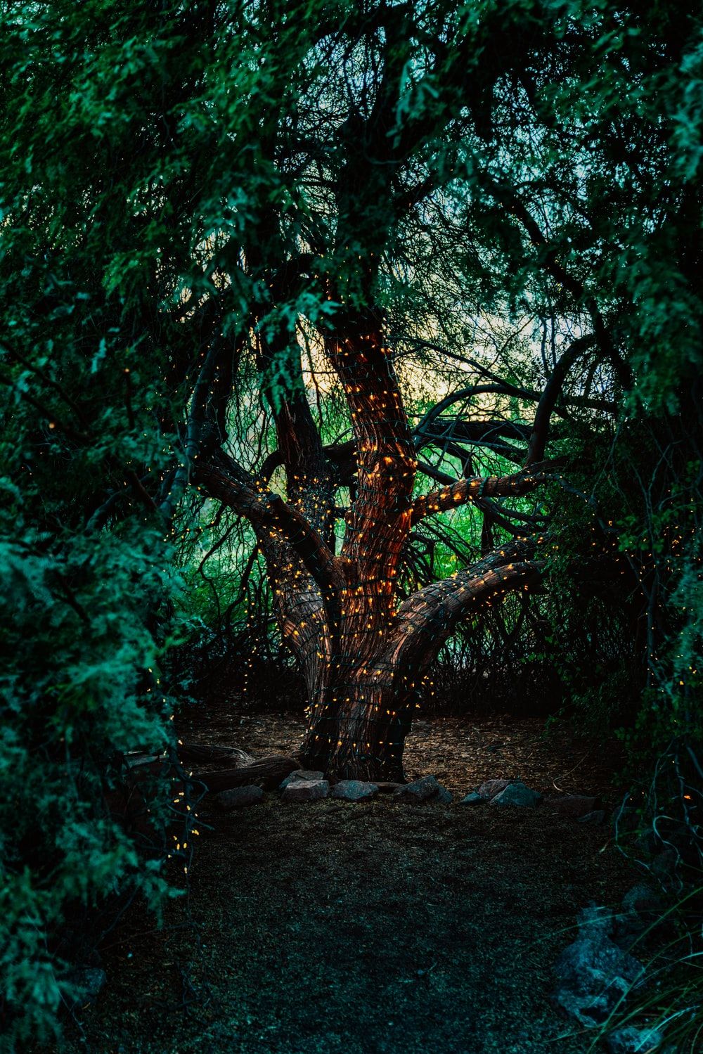 1000x1499 500+ Fairy Pictures [HD] | Download Free Images on Unsplash