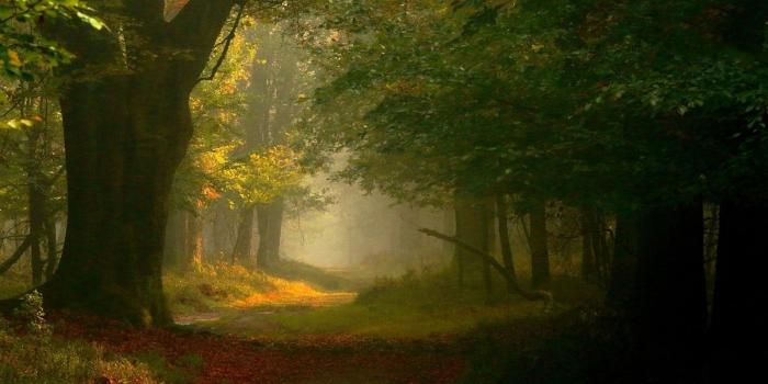 1600x1089 photography, Landscape, Nature, Fairy Tale, Forest, Mist, Path