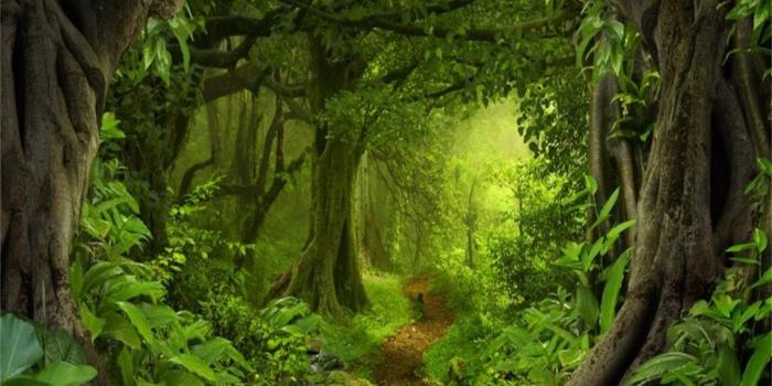 1200x1000 Amazon.com : AOFOTO 10x8ft Magic Forest Background Dreamy Jungle