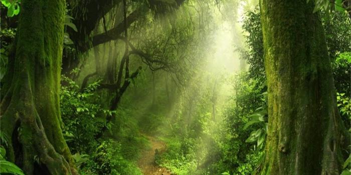 1200x1000 Amazon.com : LFEEY 8x6ft Magic Forest Background Dreamy Jungle